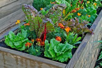 Edible Container Gardens Bloom Beauty and Benefits