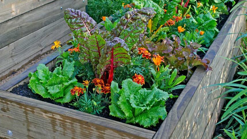 Edible Container Gardens Bloom Beauty and Benefits