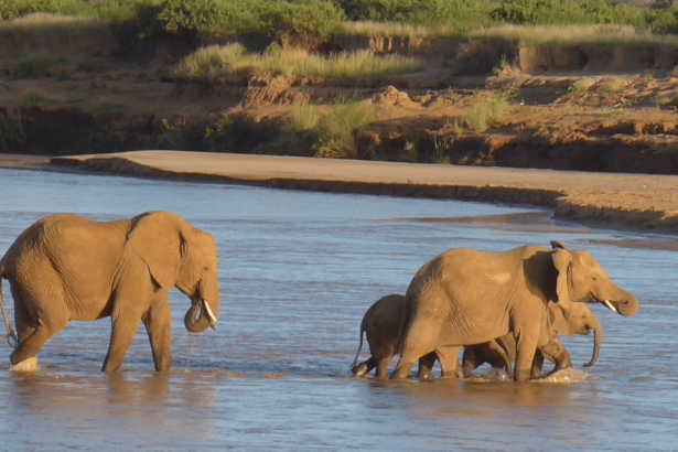 Elephants avoid wasting energy during their epic journeys