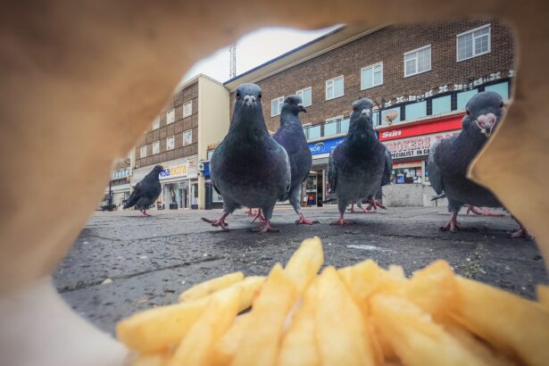 Feral Pigeons and a Feisty Fox Take Top Honors in the 2025 British Wildlife Photography Awards — Colossal