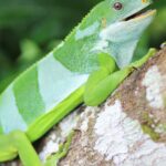 Fiji Iguanas Crossed the Ocean from the Americas Millions of Years Ago