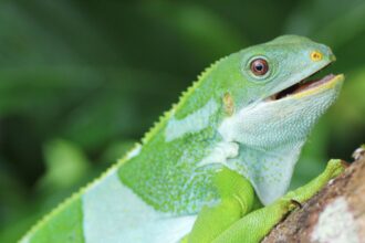 Fiji Iguanas Crossed the Ocean from the Americas Millions of Years Ago