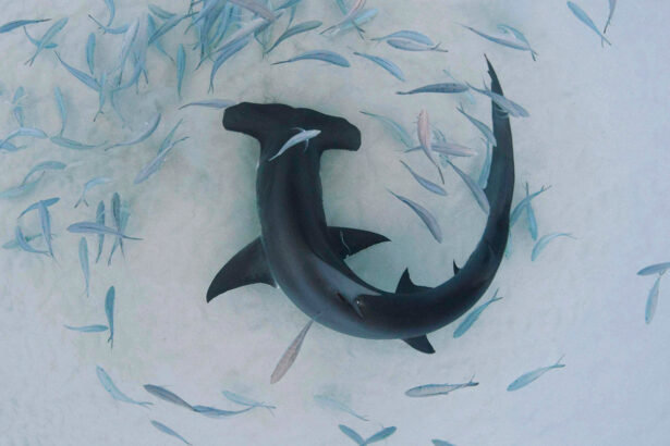 Hammerhead sharks’ diets may affect if they roam or stay home