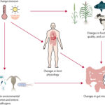 How climate change affects GI health