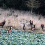 Hunters donate venison to needy Southland families