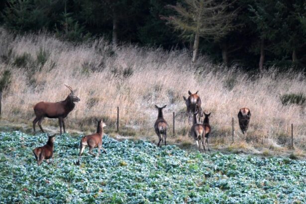 Hunters donate venison to needy Southland families