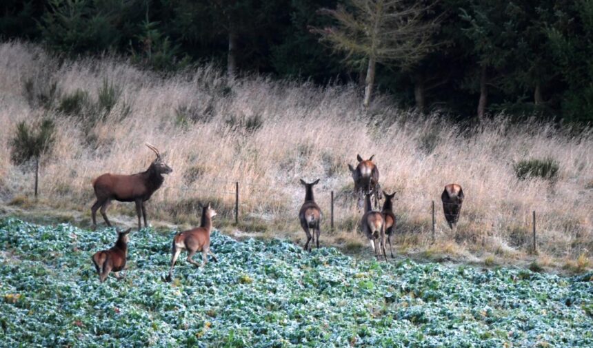 Hunters donate venison to needy Southland families