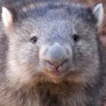 Influencer Reacts To Backlash Over Taking Wombat From Mom