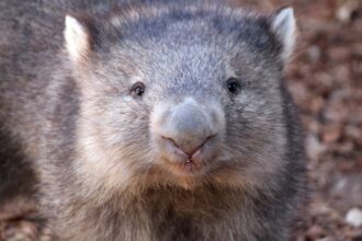 Influencer Reacts To Backlash Over Taking Wombat From Mom