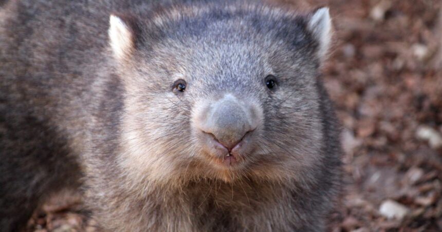 Influencer Reacts To Backlash Over Taking Wombat From Mom