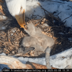 Jackie and Shadow’s third eaglet has landed