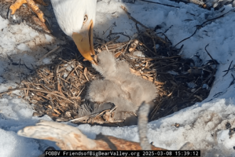 Jackie and Shadow’s third eaglet has landed