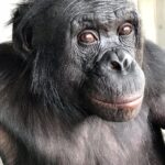 Kanzi the Bonobo, Who Learned Language and Made Stone Tools, Dies at Age 44