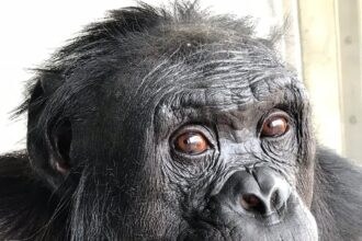 Kanzi the Bonobo, Who Learned Language and Made Stone Tools, Dies at Age 44