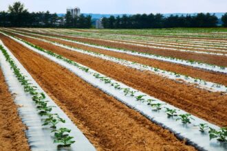 Microplastic Pollution Is Messing with Photosynthesis in Plants