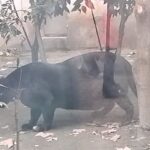 Morbidly Obese Black Panther Disappoints Tourists at Zoo, on Video