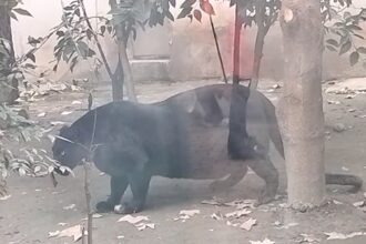 Morbidly Obese Black Panther Disappoints Tourists at Zoo, on Video