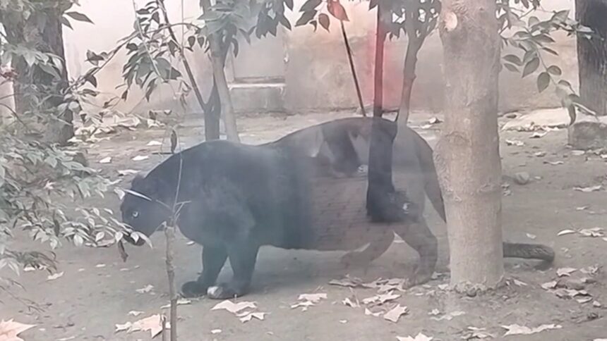 Morbidly Obese Black Panther Disappoints Tourists at Zoo, on Video