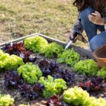 Organic Gardening: Ditch Pesticides for Good