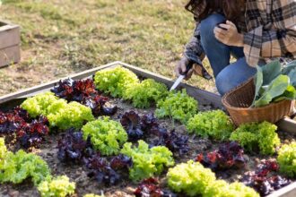 Organic Gardening: Ditch Pesticides for Good