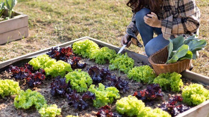 Organic Gardening: Ditch Pesticides for Good