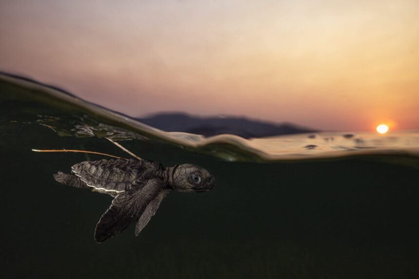 Our Beautiful and Fragile Planet Takes Center Stage in the 2025 World Nature Photography Awards — Colossal