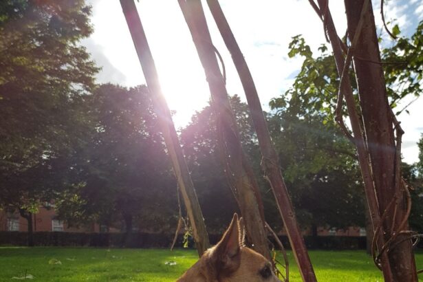 Park entrances may be hotspots for infective dog roundworm eggs