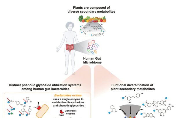 Partnering diet and intestinal microbes could protect against GI disease