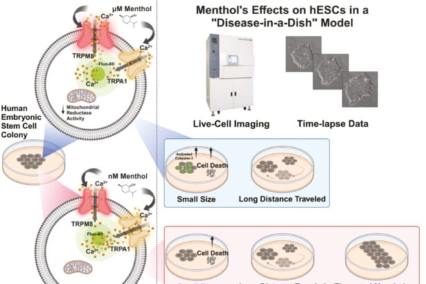 Pregnant women advised to avoid mentholated e-cigarettes