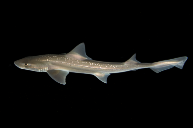 Sharks aren’t silent after all