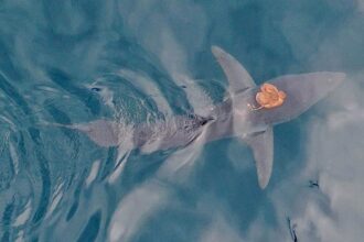 Shark’s ‘mystery hat’ turns out to be a giant octopus