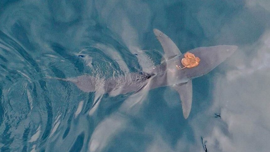 Shark’s ‘mystery hat’ turns out to be a giant octopus