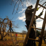 Slim margins, climate disasters, and Trump’s funding freeze: Life or death for many US farms