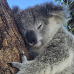 Some of Sydney’s koalas are chlamydia-free, but still at risk