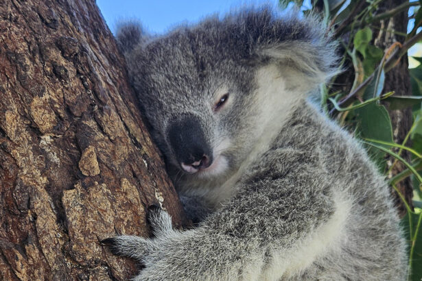 Some of Sydney’s koalas are chlamydia-free, but still at risk
