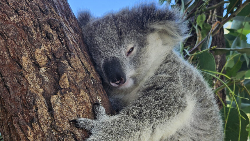 Some of Sydney’s koalas are chlamydia-free, but still at risk