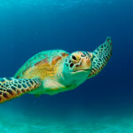 Some sea turtles are laying eggs earlier in response to climate change