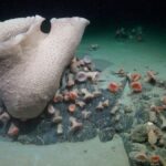 Stunning Antarctic Sea Creatures Discovered after Iceberg Breaks Away