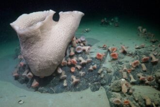 Stunning Antarctic Sea Creatures Discovered after Iceberg Breaks Away