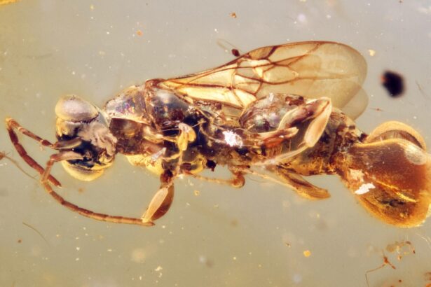This ancient ‘Venus fly-trap’ wasp used its butt to kill