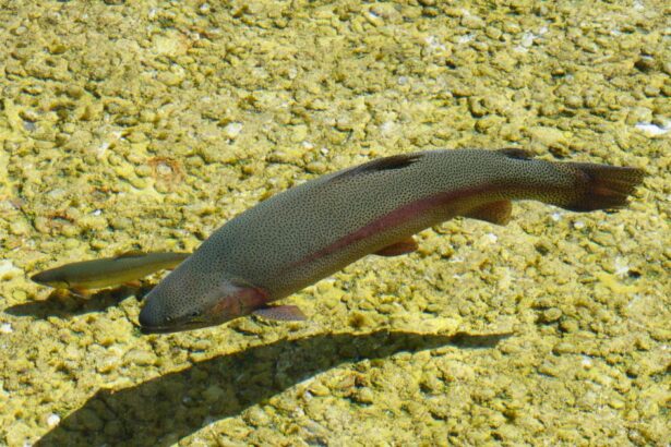 Trout welfare regime thrown into doubt
