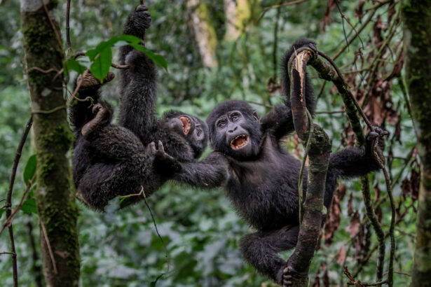 20 unforgettable wildlife images documenting our fragile world