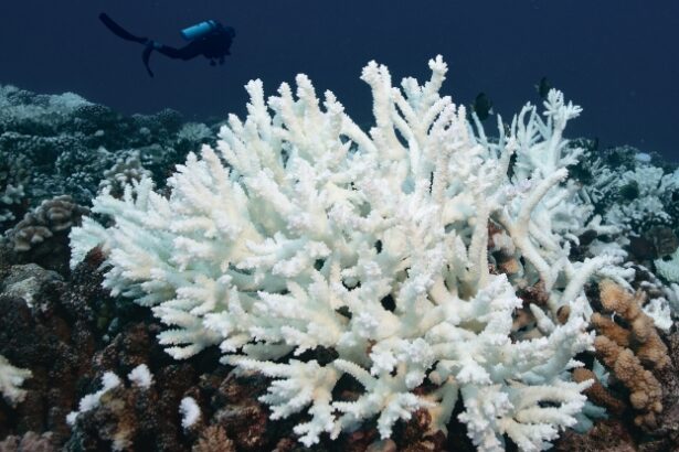 84% of Earth’s Coral Reefs in Crisis as Worst Bleaching Event on Record Hits : ScienceAlert