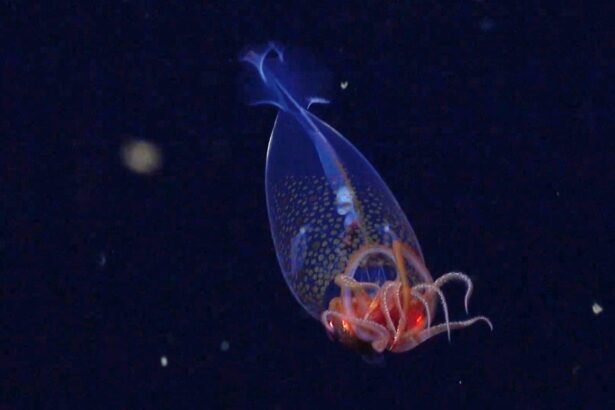 A Colossal Squid Has Been Filmed in the Deep Sea for the First Time