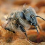 A New Bee Crisis Could Make Your Food Scarce and Expensive