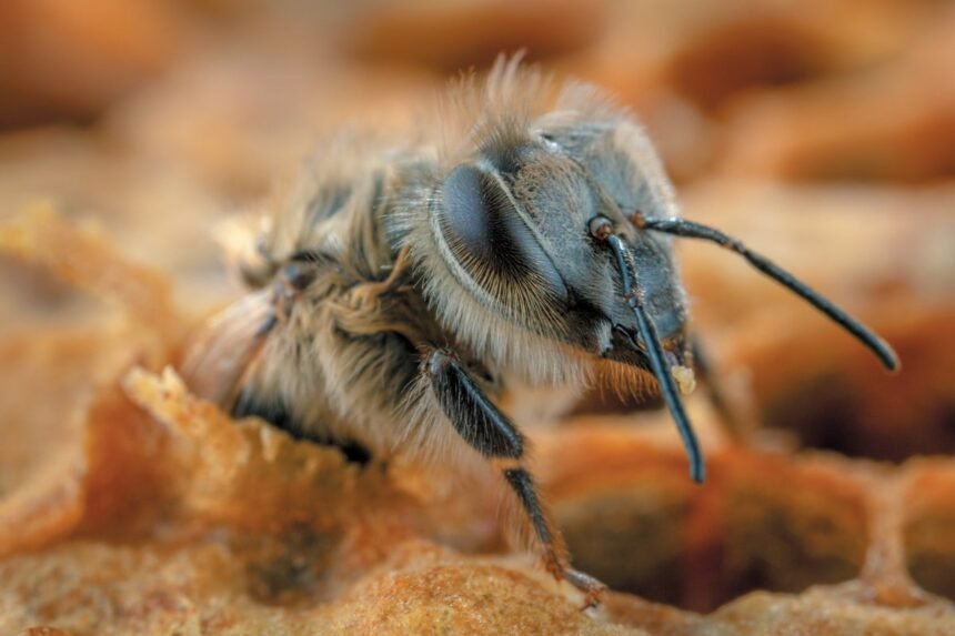 A New Bee Crisis Could Make Your Food Scarce and Expensive