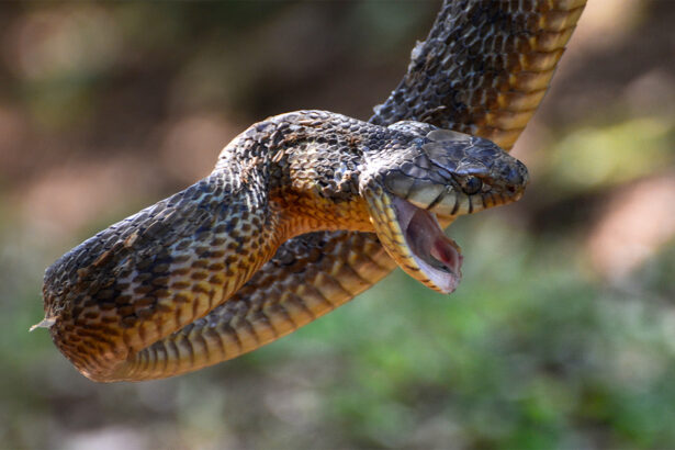 A drug for heavy metal poisoning may double as a snakebite treatment