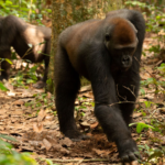A group of gorillas have a surprising knack for hunting truffles, researchers find