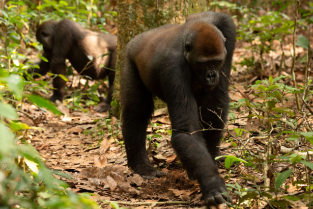 A group of gorillas have a surprising knack for hunting truffles, researchers find