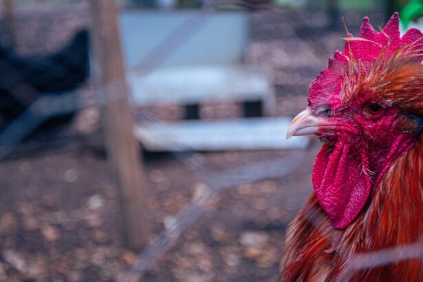 Americans don’t think bird flu is a threat, study suggests